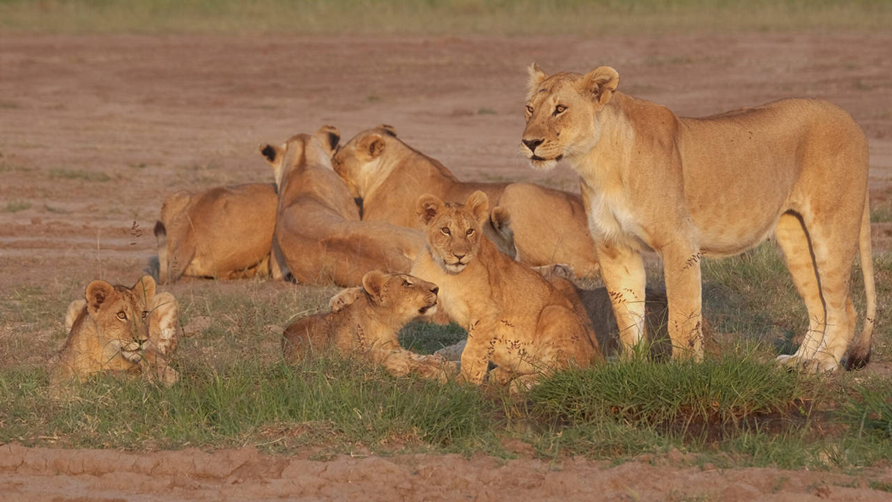 Lions et Hyènes : une lutte sans merci